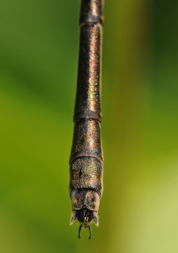 Lestes australis (Southern Spreadwing) - female Lestes australis (Southern Spreadwing) - female